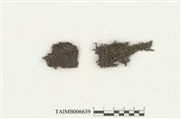 藏品(變異多摺蘚)的圖片